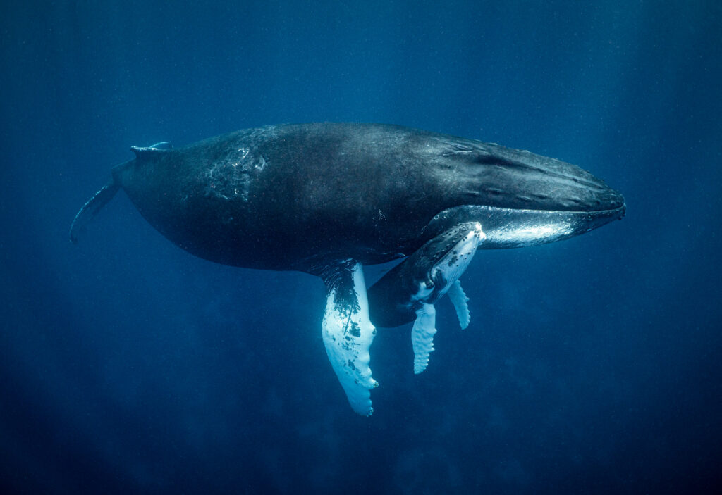 Protect more species | SeaLegacy